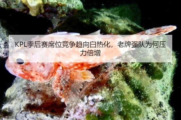 KPL季后赛席位竞争趋向白热化，老牌强队为何压力倍增